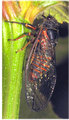 <em>Cicadetta dirfica</em> Gogala et al. 2011 - alive