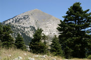 Mt. Dirfis, Evia (Euboia) - type locality of 2 endemic Cicadettini, <em>Cicadetta dirfica</em> and <em>Euboeana castaneivaga</em>