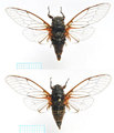 <em>Euboeana castaneivaga</em> Gogala et al., 2011 - male above, female below