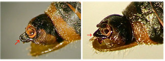 Differences between genitalia of both endemic species from Evia, <em>Cicadetta dirfica</em> and <em>Euboeana castaneivaga</em> (right)