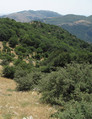 Habitat of C. anapaistica, Madonie, Sicily I - Photo: T. Hertach