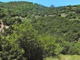 A typical habitat with <em>Quercus coccifera</em>, where one can find the new species <em>Cicadivetta goumenissa</em> on Peloponesos, Greece. (Photo M. Gogala)