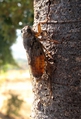 <em>Cicada orni</em>, Gratteri, Sicilia, Italy - photo T. Hertach