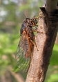 <em>Cicadetta cantilatrix</em>, Merishausen, Switzerland - photo T. Hertach
