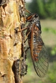 <em>Cicadetta montana</em> s.str. - photo T. Hertach