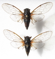 <em>Cicadetta sibillae</em>, male (above) and female - photo T. Hertach