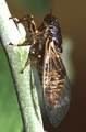 <em>Cicadetta cerdaniensis</em>, photo S. Puissant, Pyrenees, France