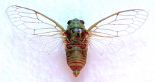 <em>Cicadatra alhageos</em> make, photo Maedeh Mehdipour