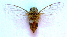 <em>Cicadatra glycyrrhizae</em> male, under side,<br>photo: Maedeh Mehdipour