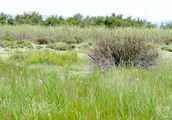 Salt marsh at sea level at Torreilles (Eastern Pyrenees, France), habitat of <em>Cicadetta brevipennis litoralis</em> - Photo S.Puissant