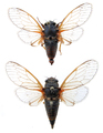 <em>Cicadetta brevipennis litoralis</em> holotype and female paratype - photo T.Hertach