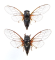 <em>Cicadetta brevipennis hippolaidica</em>, holotype and a female paratype - photo T.Hertach