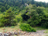 Habitat of <em>M. sakisi</em> near village Kremasti, Peloponnese, Greece (photo M.Gogala).