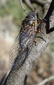 <em>Tibicina nigronervosa</em>, male, Sardinia - Valle di Restonica; photo T. Hertach