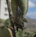 <em>Cicadatra karpathosensis</em>, singing near Menetes, isl. Karpathos (Photo: Tomi Trilar)