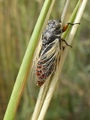 <em>Cicadetta albipennis</em>, male, Photo  GURCEL