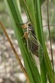 <em>Cicadetta albipennis</em> female, Photo HERTACH