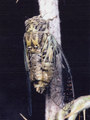 <em>Cicadatra alhageos</em>, male.