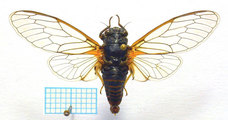 <em>C. brevipennis</em>, male